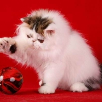 bicolor persian kitty at christmas