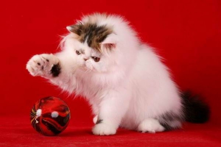 bicolor persian kitty at christmas - christmas, ball, cute, adorable, kitty