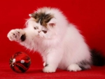 bicolor persian kitty at christmas