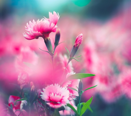 Pink Flower - flowers, colorful flowers, nature, colors, color, flower, colorful flower, pink