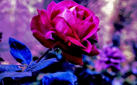 Beautiful Rose - bokeh, nature, purple, blue, rose, flower, pink