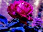 Beautiful Rose