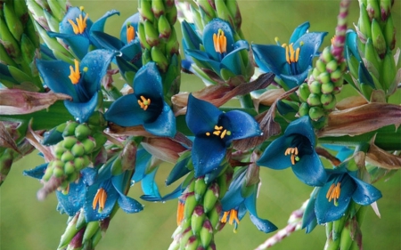 Beautiful Flowers - nature, flowers, bloom, blue