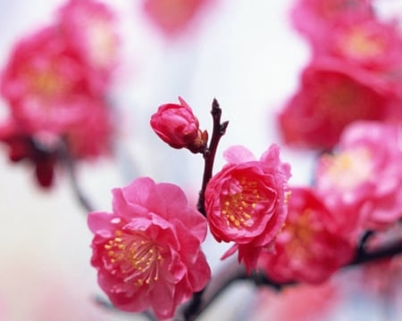 Beautiful Flowers - flowers, red, nature, bloom