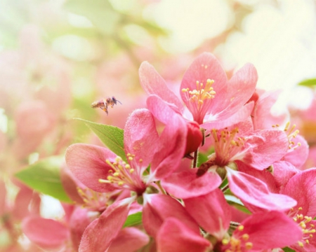 Beautiful Flowers - flowers, pink, nature, bloom