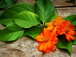 Orange Flowers