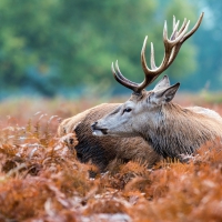 male deer