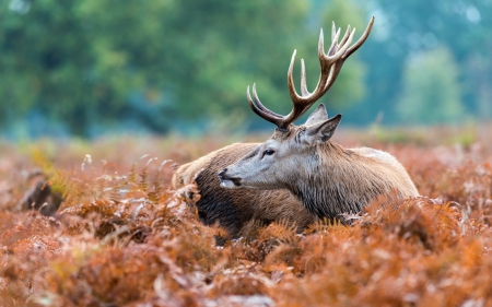 male deer - stag, leaves, deer, male