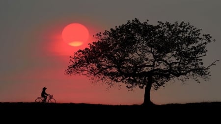 :) - sunset, man, tree, silhouettte