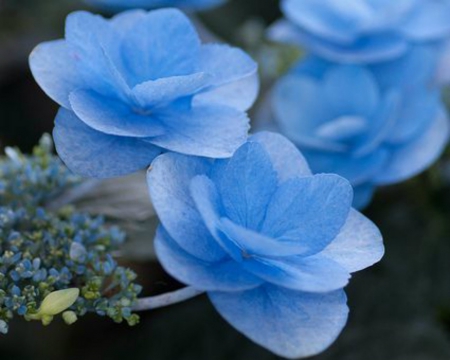 Blue Hydrangea - flowers, petals, nature, blue