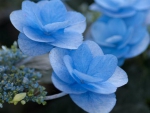 Blue Hydrangea