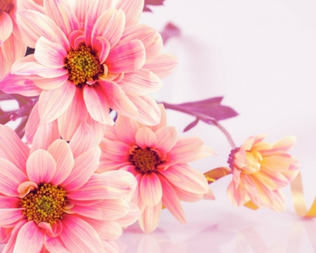 Beautiful Flowers - bloom, flowers, nature, pink