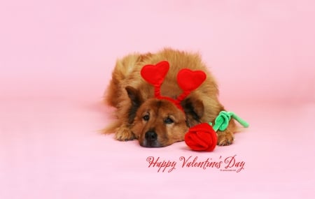 Happy Valentine's Day - colors, holidays, lovely, dogs, beloved valentines, rose, cute, love four seasons, Valentines, hearts, animals