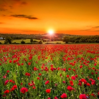 Sunset over poppy field