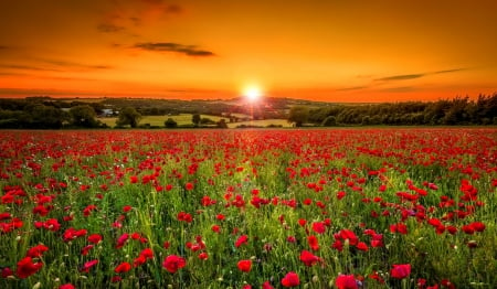 Sunset over poppy field - sky, sun, summer, field, meadow, sunset, lovely, nature, glow, amazing, pretty, beautiful, orange, flowers, poppies