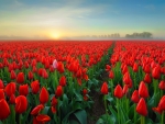 Tulips field at sunrise