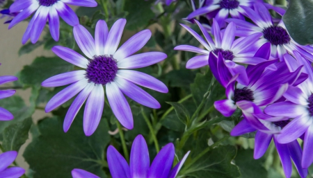 Spring Dance - flowers, white, spring, purple