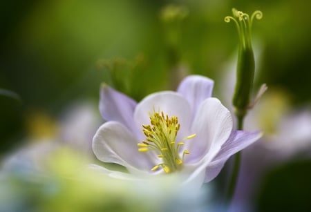 * - nature, flower, petals, spring