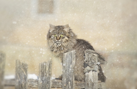 Snow Cat - cat, animals, snow, cats, winter