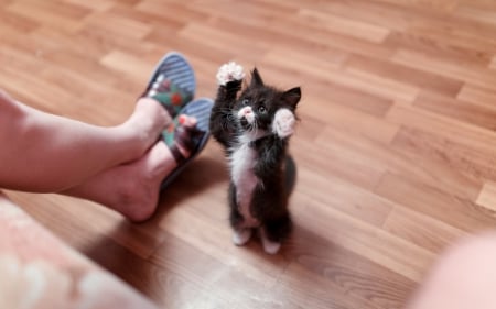 High Five Time. - little, floor, kitten, playing