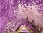 Wisteria Tunnel