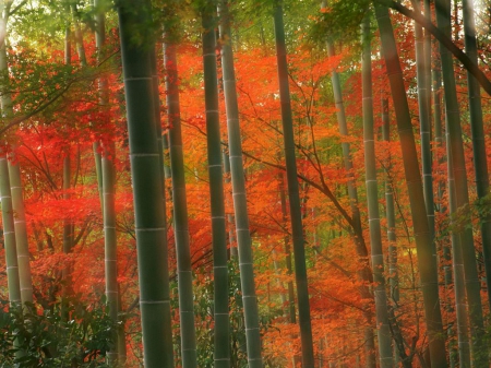 Bamboo Forest - japan, nature, autumn, arashiyama, forest, kyoto, bamboo, japanese