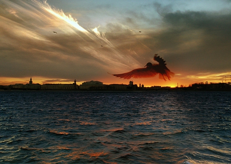 Seagull at sunset - beautiful, nature, sunset, sea