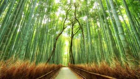 Forest - grove, track, forest, bamboo