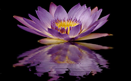 Purple Lotus Reflection - lotus, flower, reflection, nature