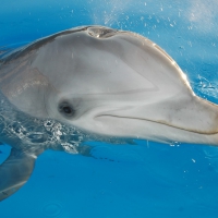 Dolphin .