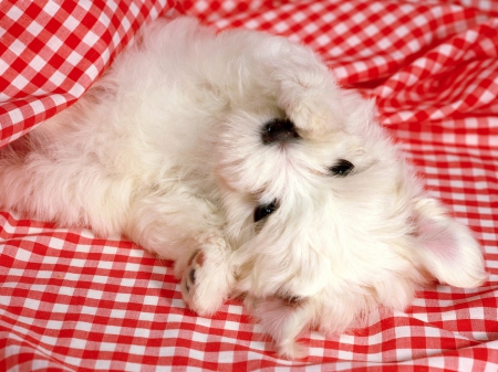 Cutie - white, animal, red, cute, dog, puppy, sweet