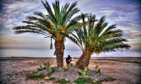 Romantic Places - clouds, palms, sea, pair, cactus