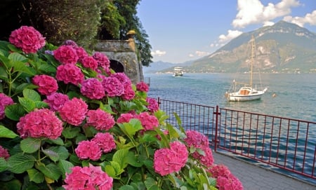 * Italy * - ydrangea, nature, italy, flowers, flower