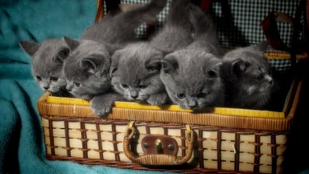 * Kittens * - cats, animal, kittens, animals