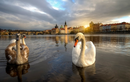 * Swan...* - lake, swan, animal, animals, birds