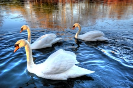 * WHITE SWAN * - animal, animals, bird, swans, birds