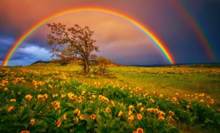 Wildflower Prism - clouds, trees, yellow, beautiful, springtime, grass, colors, flowers, Oregon, rainbow, green, field, sky