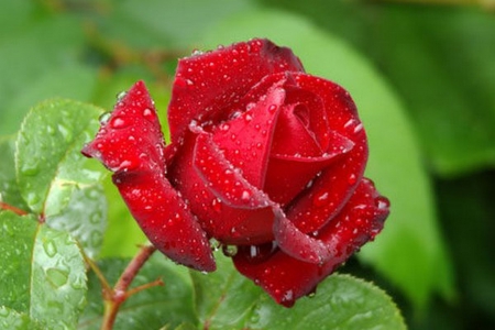 Beautiful roses - beauty, roses, red, water drops, wet, flowers, red roses, drops