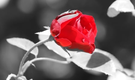 Rose - rose, color, flower, red