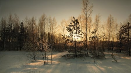 Winter sun - wood, landscape, scene, snow, sunrise, forest, light, dawn, sunlight, winter, sunshine, HD, nature, sunset, dusk, shine, wallpaper