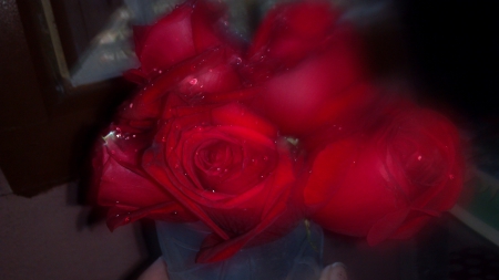 Red roses - red, flower, love, rose