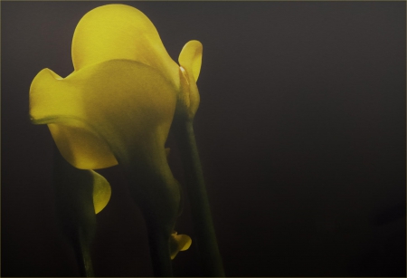 Elegance - elegance, yellow, macro, flowers, flower