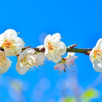 CHERRY APPLE BLOSSOM