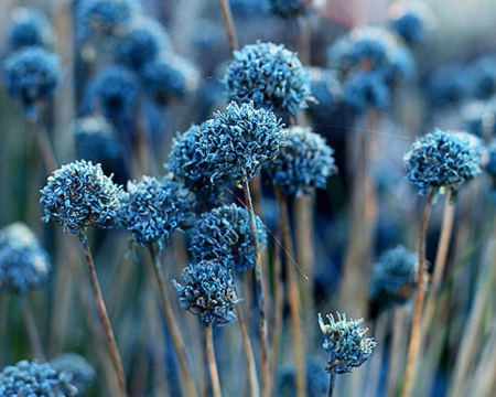 Beautiful Flowers - flowers, nature, bloom, blue