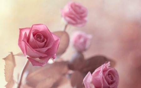 Pink Roses - flowers, roses, pink, bloom