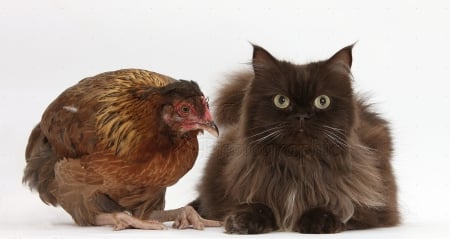 Chocolate Cat and Chicken