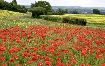 flowers - cool, flowers, field, fun, nature