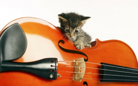 Violin and Cat - cool, instruments, animals, kittens, music, violins