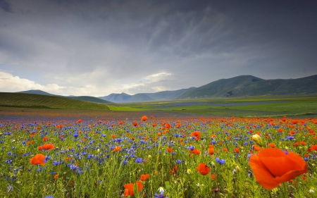 flowers - nature, fun, cool, mountain, flolwers, field