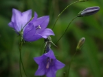 Purple Flowers